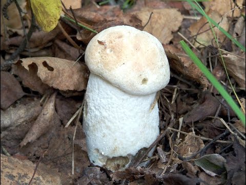 Boletus white: in the Red Book or not, description and photo