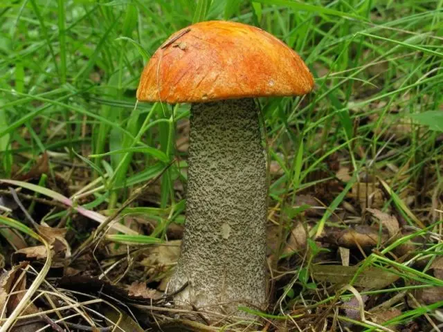 Boletus yellow-brown: photo and description