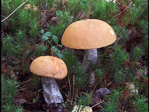 Boletus yellow-brown: photo and description