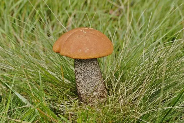 Boletus yellow-brown: photo and description