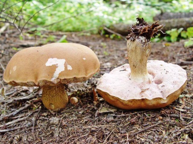 Boletus yellow-brown: photo and description