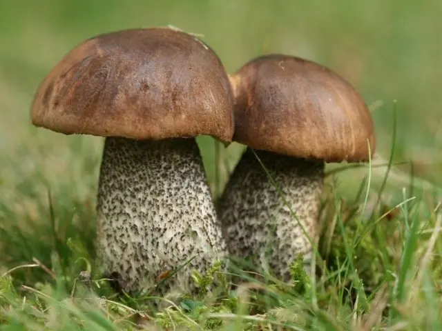 Boletus yellow-brown: photo and description