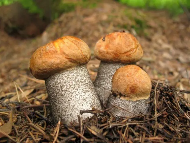 Boletus yellow-brown: photo and description