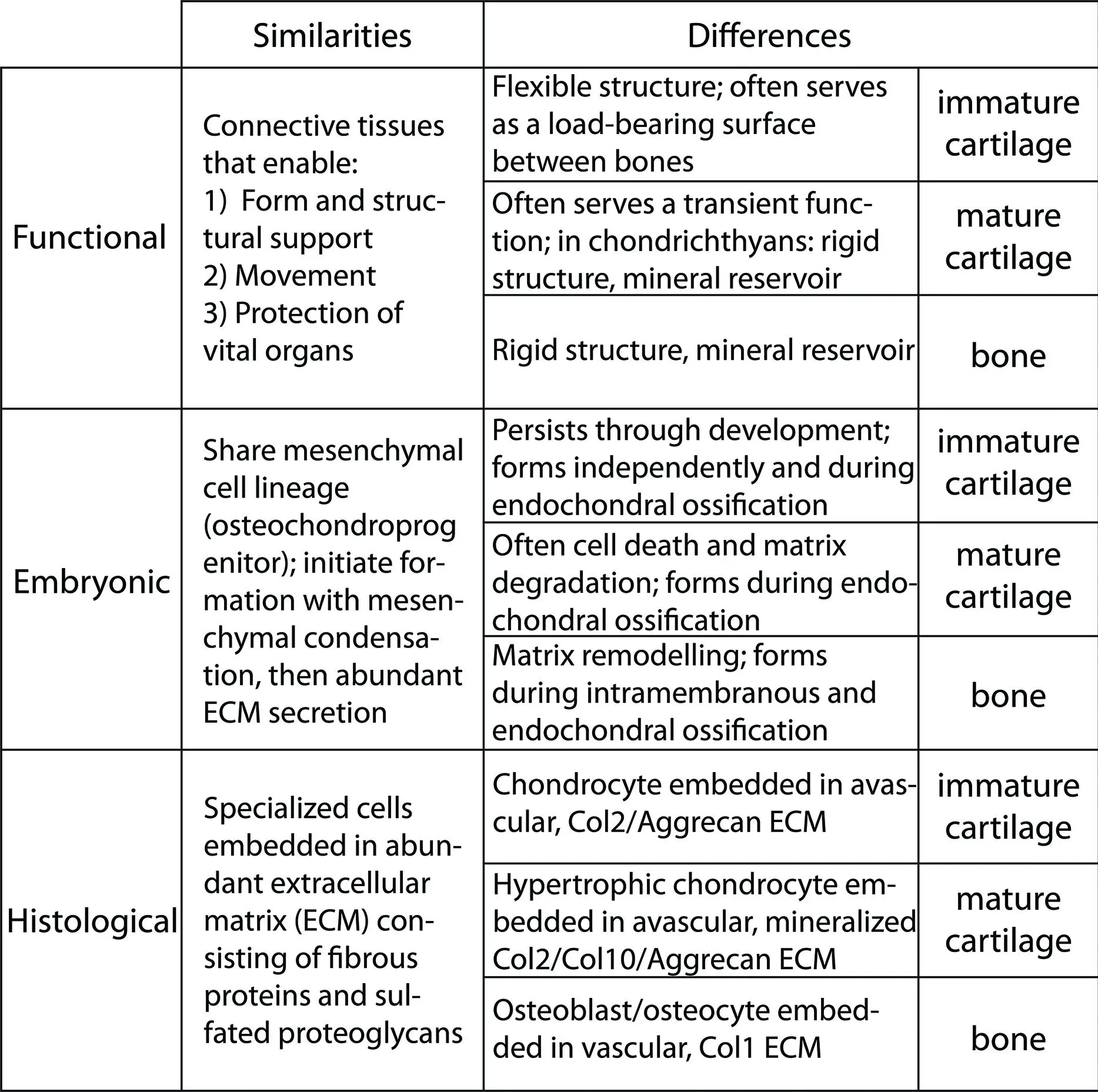 Bone and princess: difference and similarity