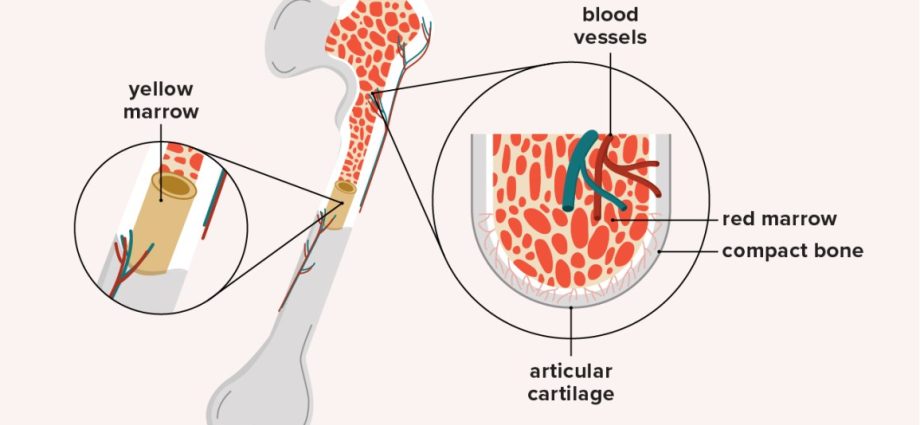 Bone marrow &#8211; types, role, diseases, marrow harvesting