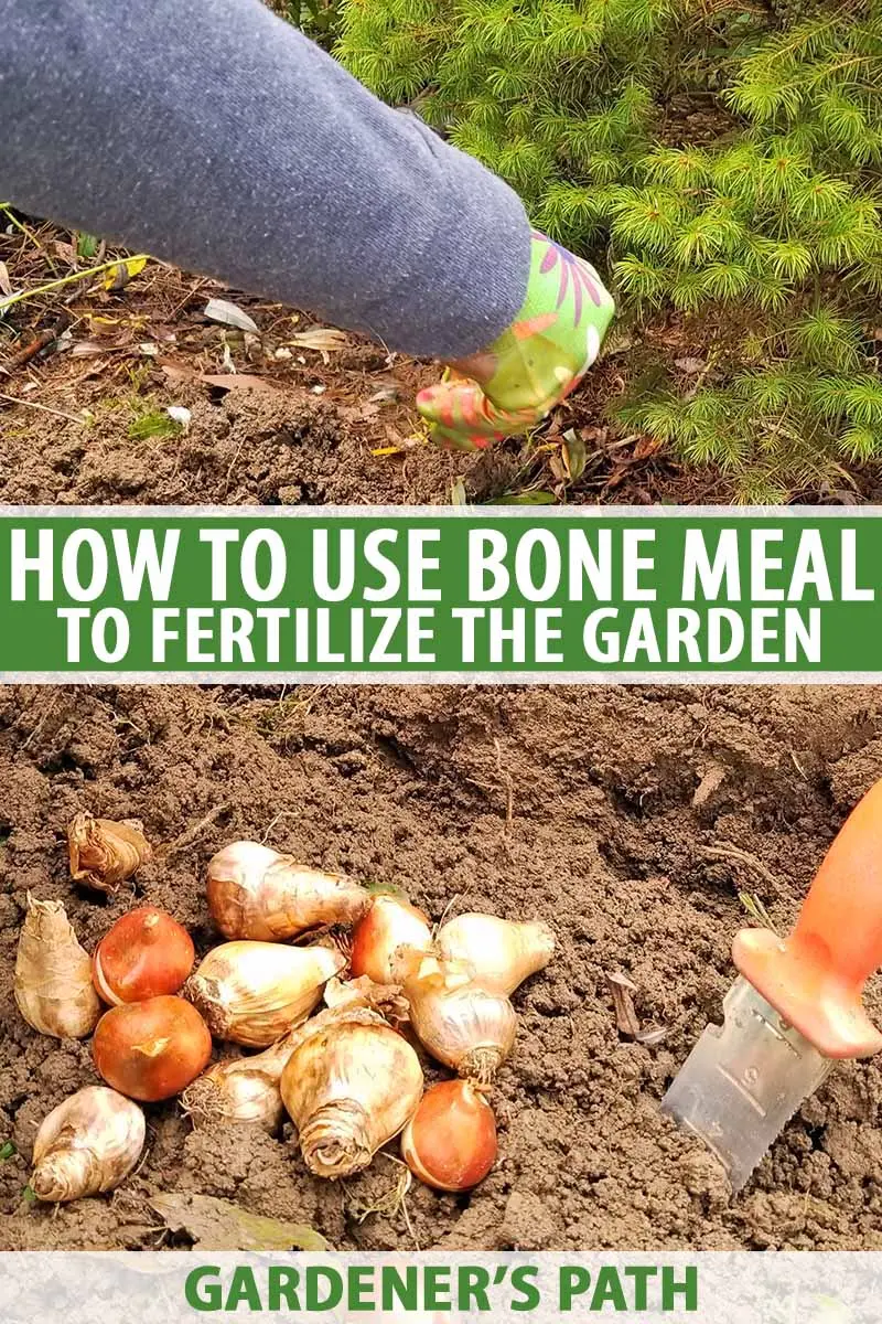 Bone meal as a fertilizer: how to apply in the garden