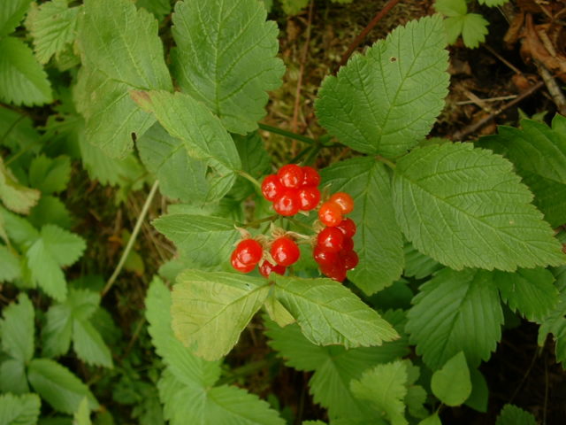 Bone stony (ordinary): where it grows, the medicinal properties of berries, leaves, reviews