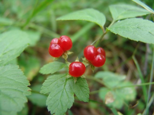 Bone stony (ordinary): where it grows, the medicinal properties of berries, leaves, reviews