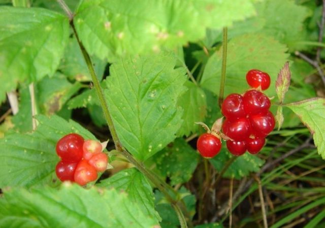 Bone stony (ordinary): where it grows, the medicinal properties of berries, leaves, reviews