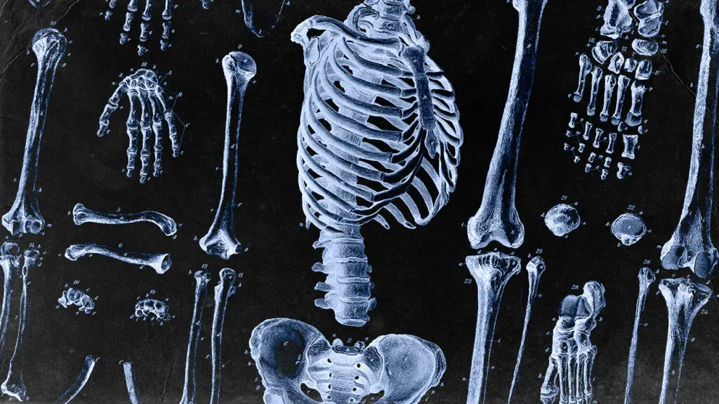 Bones get sick too. What diseases is our skeleton exposed to?