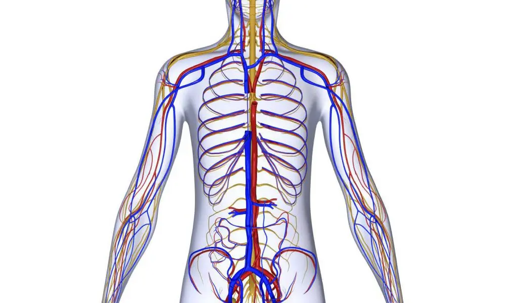 Bones may play a role in the development of diabetes