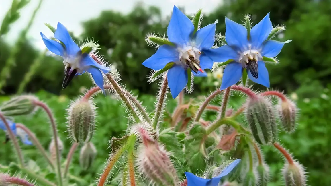 Borage oil &#8211; properties. Five reasons why you should use it