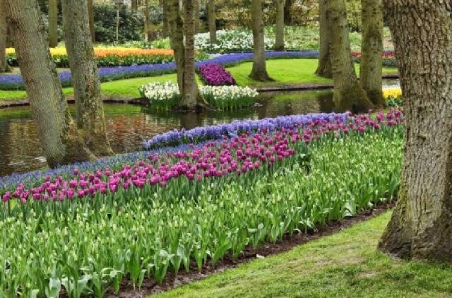 Border perennials that bloom all summer