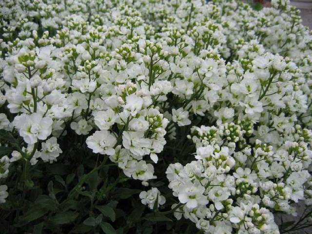 Border perennials that bloom all summer