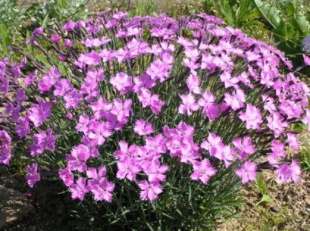 Border perennials that bloom all summer