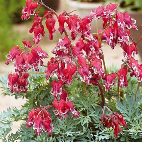 Border perennials that bloom all summer