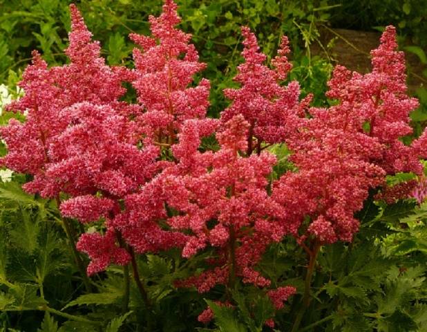 Border perennials that bloom all summer