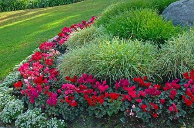 Border perennials that bloom all summer