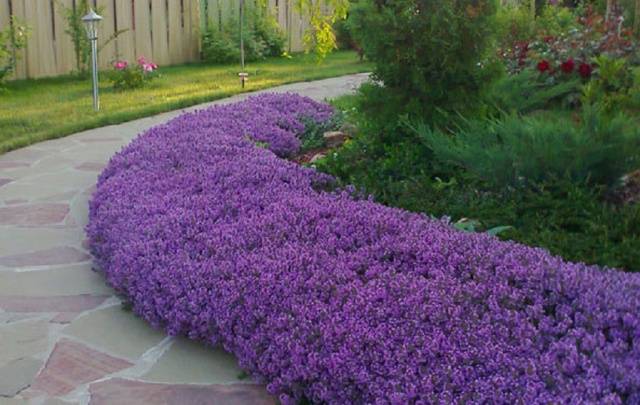 Border perennials that bloom all summer