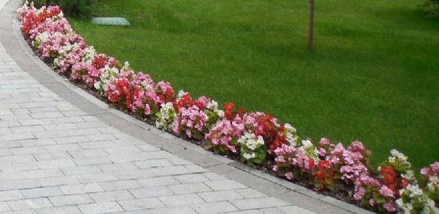 Border perennials that bloom all summer