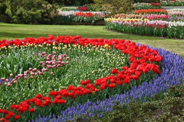 Border perennials that bloom all summer