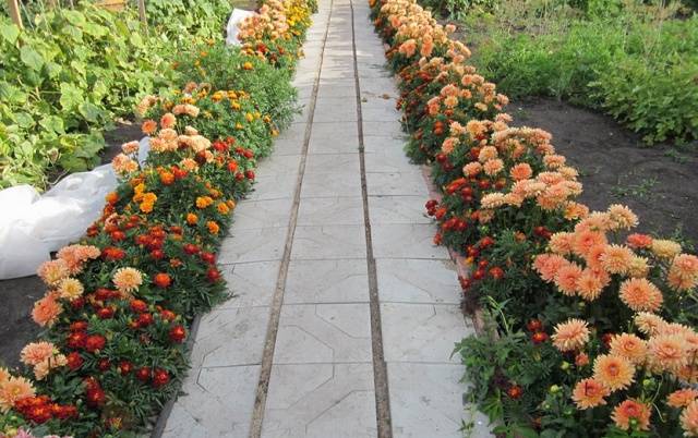 Border perennials that bloom all summer