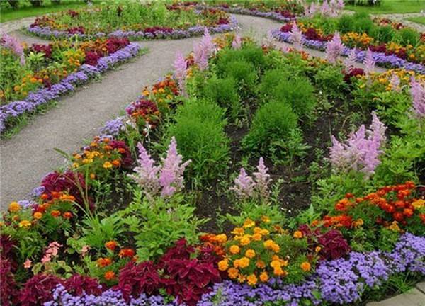 Border perennials that bloom all summer