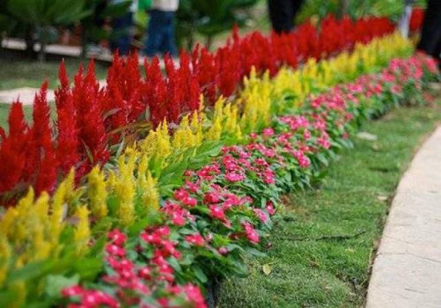 Border perennials that bloom all summer