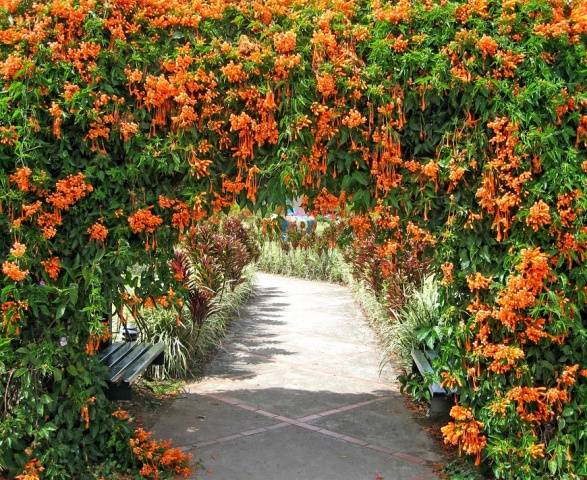 Border perennials that bloom all summer