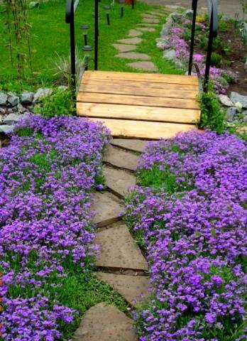 Border perennials that bloom all summer