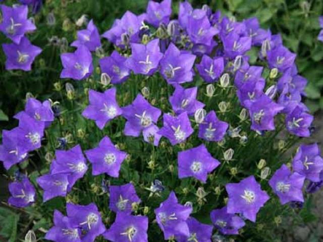 Border perennials that bloom all summer