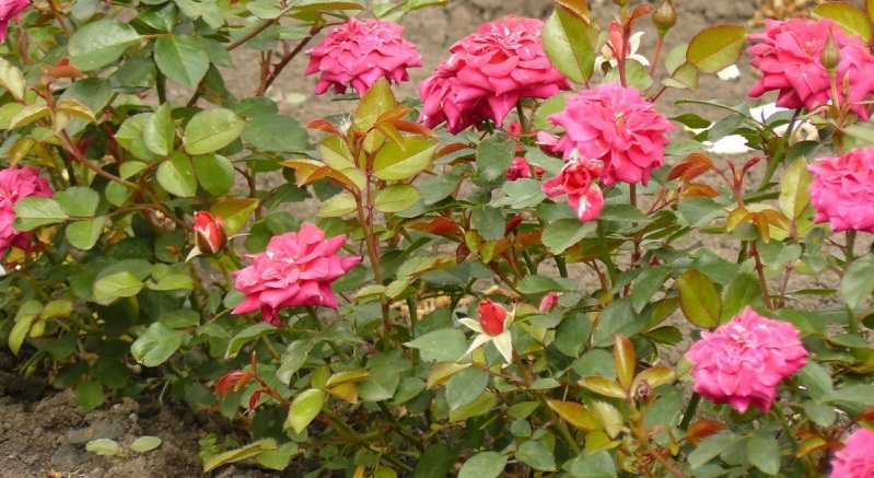 Border roses: features, proper care and cultivation