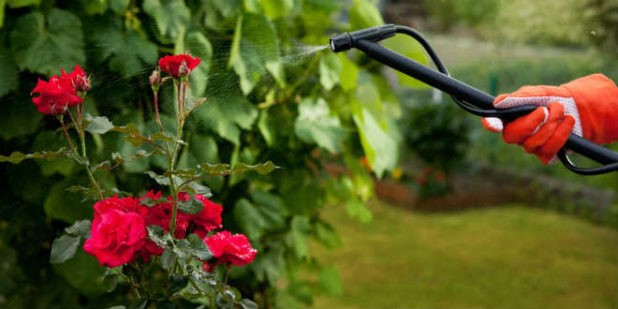 Border roses: features, proper care and cultivation