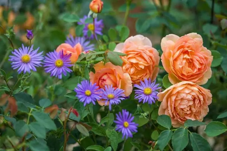 Border roses: features, proper care and cultivation