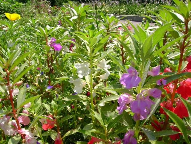 Border undersized annual flowers: photo and name