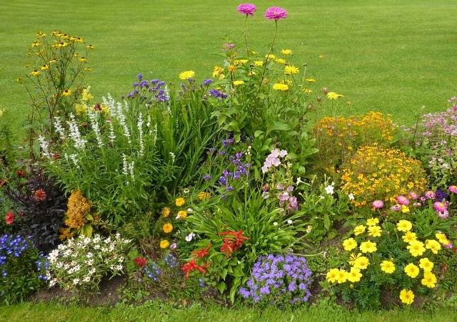 Border undersized annual flowers: photo and name