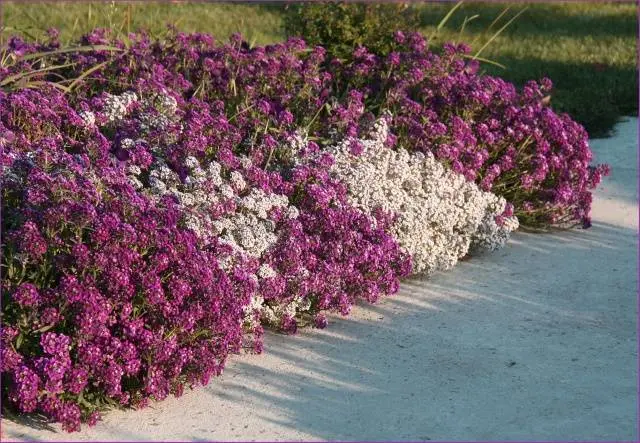 Border undersized annual flowers: photo and name