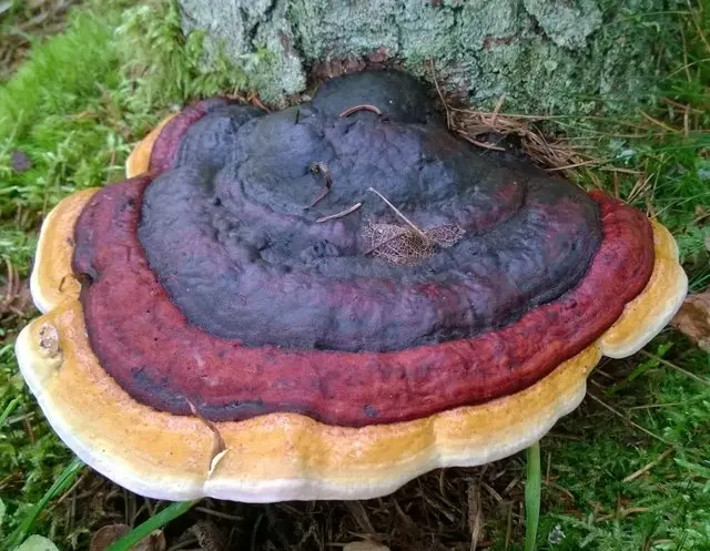 Bordered polypore (Fomitopsis pinicola) photo and description