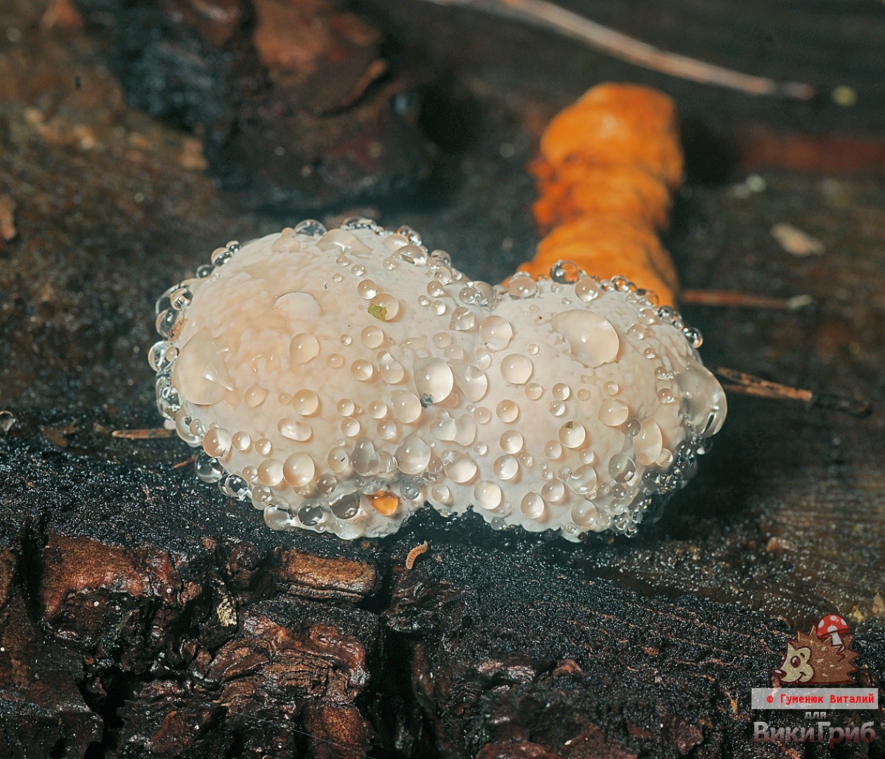 Bordered polypore (Fomitopsis pinicola) photo and description