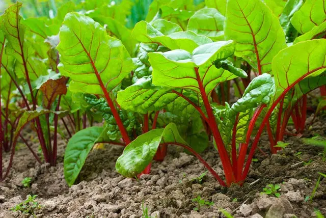 Boric acid in the garden: recipes for feeding, processing plants and flowers