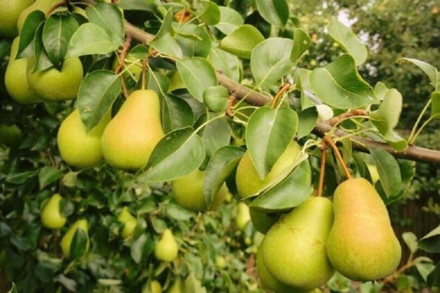 Boric acid in the garden: recipes for feeding, processing plants and flowers