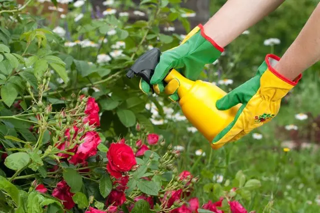 Boric acid in the garden: recipes for feeding, processing plants and flowers