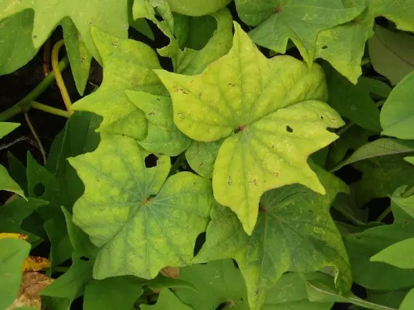 Boric acid in the garden: recipes for feeding, processing plants and flowers