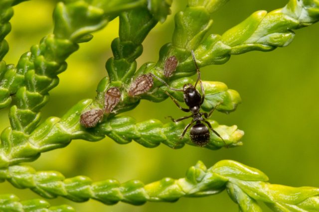 Boric acid poison recipes for ants: use in the garden, in the country, at home