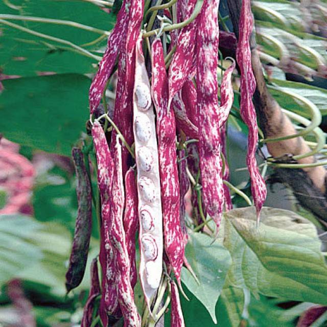 Borlotto beans