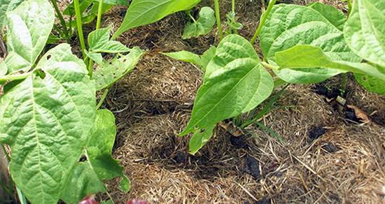 Borlotto beans