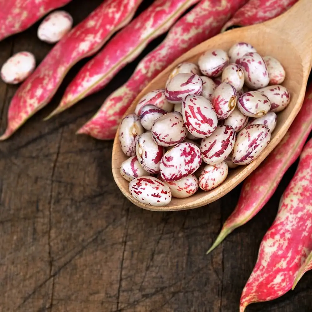Borlotto beans