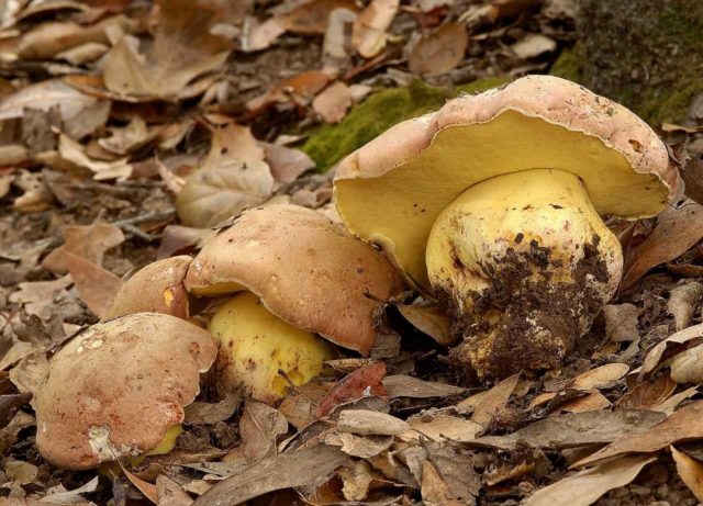 Borovik adnexal (Boletus maiden): description and photo