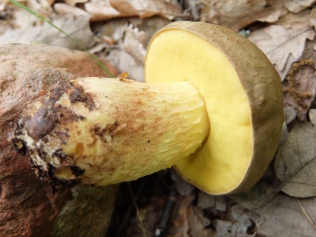 Borovik adnexal (Boletus maiden): description and photo