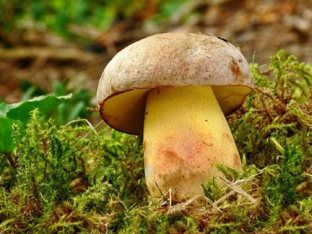 Borovik adnexal (Boletus maiden): description and photo